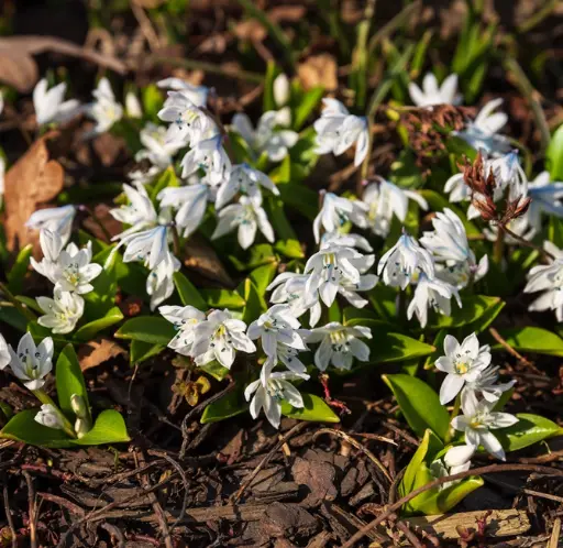 [127958] Scilla siberica Alba * 15 pc cal.7/8