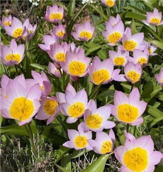 [127891] Tulipe Bakeri Lilac Wonder * 10 pc cal.6/+ ** Botanique **