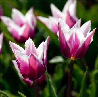 [140240] Tulipe Claudia * 7 pc cal.11/12
