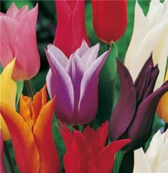 [135425] Tulipe fleur de lys lily flowering mix * 7 pc cal.11/12