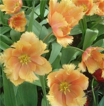 [135424] Tulipe Lambada * 7 pc cal.11/12
