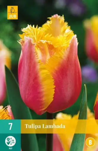 [135424] Tulipe Lambada * 7 pc cal.11/12