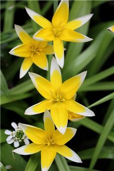 [135202] Tulipe tarda Dasystemon * 10 pc cal.7/8