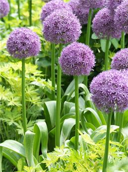 [143844] Allium His Excellency * 1 pc cal.18/20