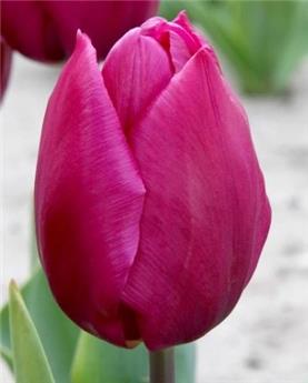 [143861] Tulipe Purple Prince* 7 pc cal.11/12