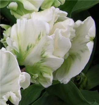 [143864] Tulipe Parrot Shining * 7 pc cal.11/12