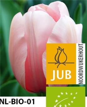 [143856] Tulipe Salmon Impression * 10 pc cal.11/12
