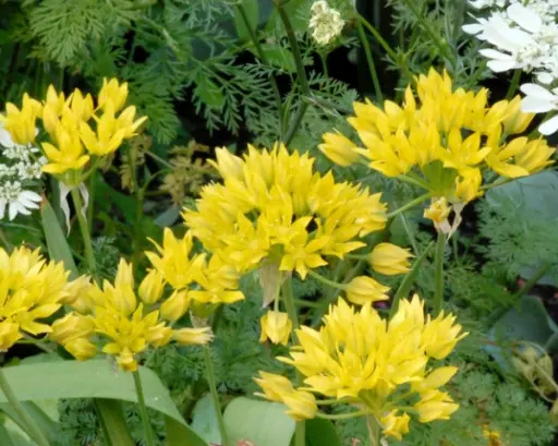 [135257] Allium moly * 25 pc cal.4/5