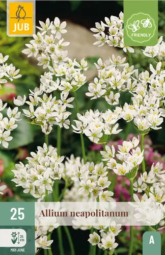 [130884] Allium neapolitanum * 25 pc cal.4/+ ** Ail décoratif ET comestible **