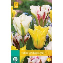 [120587] Tulipe viridiflora Mix * 7 PC cal. 11/12