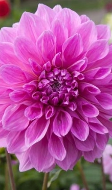 [132611] Dahlia Lavender Perfection * 1 Pc