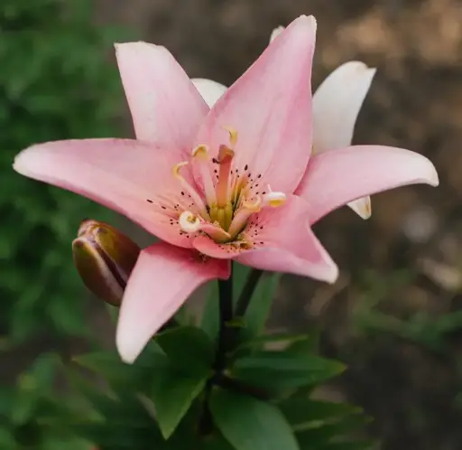 [138238] Lilium Asiatic Elodie* 1 pc cal. 14/16