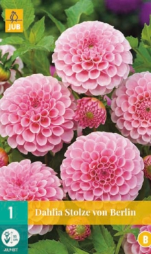 [132624] Dahlia Stolze Von Berlin * 1 Pc