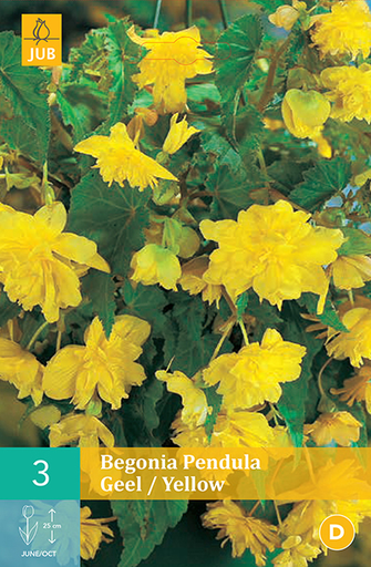 [132496] Begonia Pendula Yellow * 3 Pc  : calibre 4/5