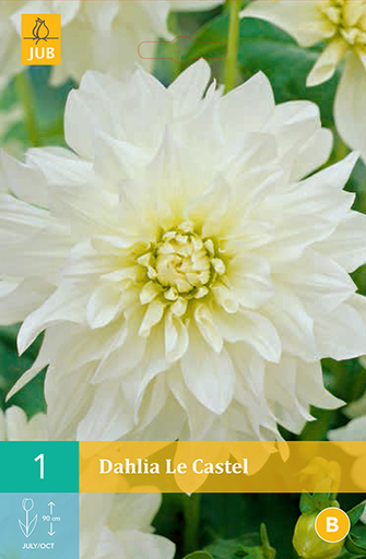 [132612] Dahlia Le Castel * 1 Pc