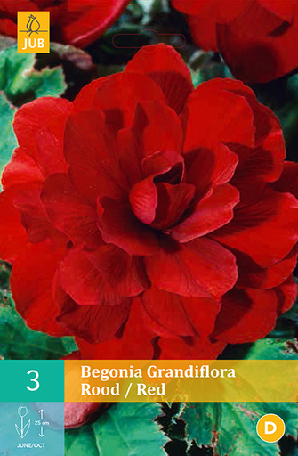 [132511] Begonia Grandiflora Rouge / Red * 3 Pc  : calibre 5/6