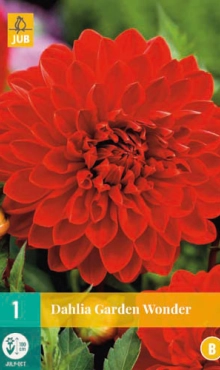 [132608] Dahlia Garden Wonder * 1 Pc