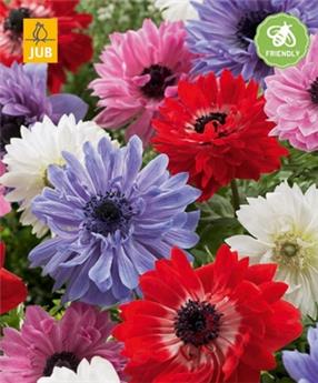 [140214] Anemone coronaria St. Brigid * 15 Pc Cal. 5/6