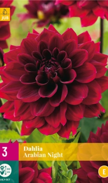 [132599] Dahlia Arabian Night * 1 Pc