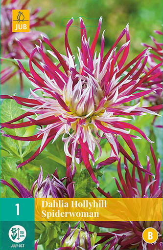[138223] Dahlia Hollyhill Spiderwomen * 1 Pc ** New 2021 **
