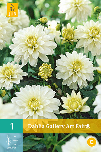 [132638] Dahlia Gallery Art Fair® New * 1 Pc