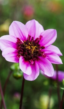 [128408] Dahlia Blue Bayou * 1 Pc
