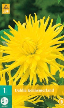 [128499] Dahlia Kennemerland * 1 Pc