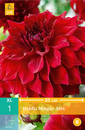 [132186] Dahlia Mingus Alex * 1 Pc