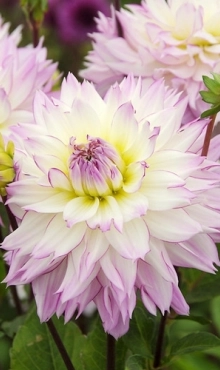 [132603] Dahlia Crazy Love * 1 Pc