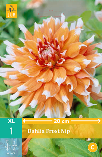 [128507] Dahlia Frost Nip * 1 Pc