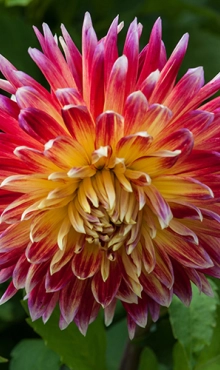 [132598] Dahlia Akita * 1 Pc