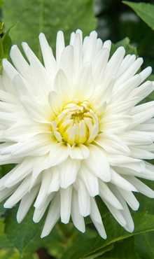 [128497] Dahlia My Love * 1 Pc