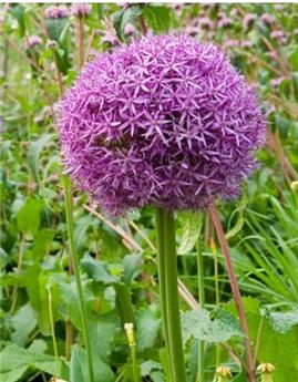 [104022] Allium globemaster Pot C2