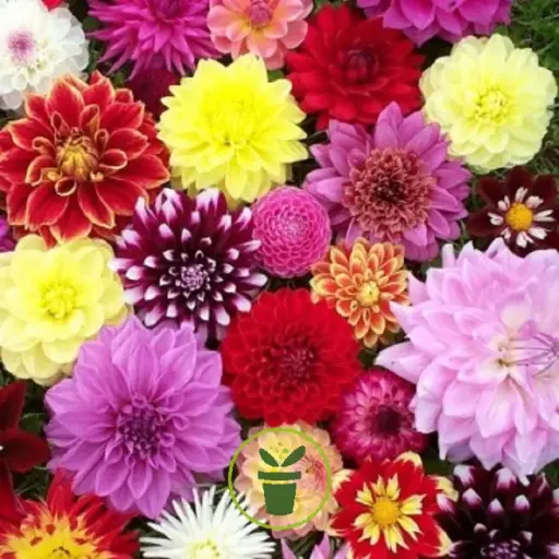 [143882] Dahlia Nain variés Pot P19 cm 