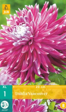 [132653] Dahlia Vancouver * 1 Pc