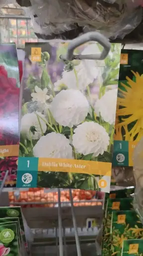 [140824] Dahlia White Aster * 1 Pc