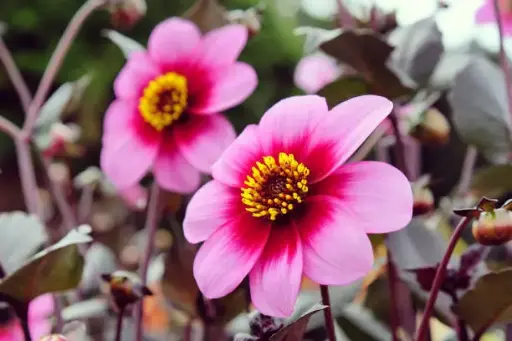 [140823] Dahlia Wishes N Dreams  * 1 Pc