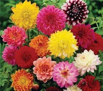 [144692] Dahlia Mix variés special Pot P17cm