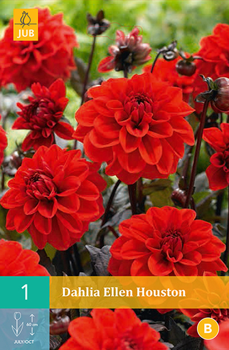 [132192] Dahlia Ellen Houston * 1 Pc