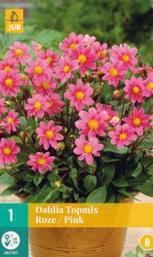 [128543] Dahlia Topmix Rose * 1 Pc
