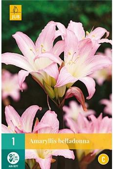 [132206] Amaryllis Belladonna * 1 Pc