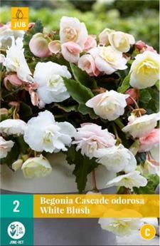 [132203] Begonia Cascade Odorosa Blanc Blush New * 2 Pc  : calibre 5/6 ** Parfumé**