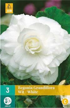 [129344] Begonia grandiflora Blanc  * 3 Pc  : calibre 5/6