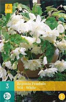 [132500] Begonia Pendula Blanc  * 3 Pc  : calibre 4/5