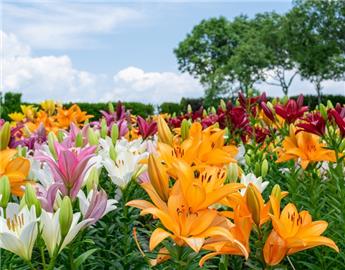 [144612] Lilium orientalis Melange P17cm
