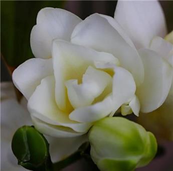 [132591] Freesia Double Blanc * 15 Pc  : calibre 5/+
