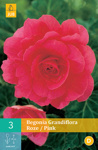 [128425] Begonia grandiflora Rose / Pink * 3 Pc  : calibre 5/6