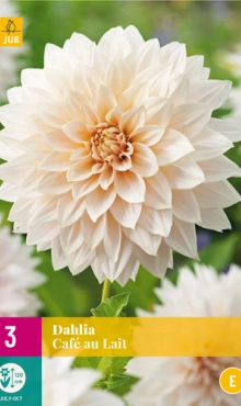 [128402] Dahlia Café Au Lait * 1 Pc