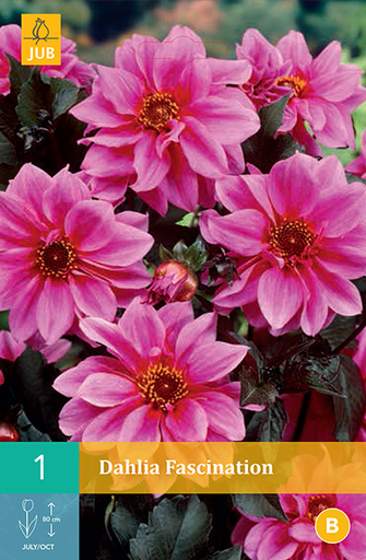 [132605] Dahlia Fascination * 1 Pc