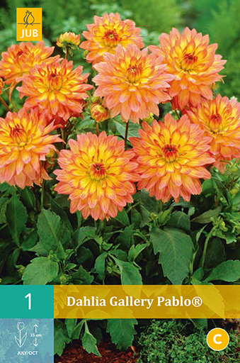 [132198] Dahlia Gallery Pablo®  * 1 Pc